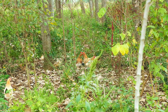 土鸡