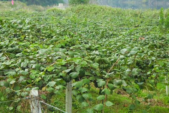 猕猴桃种植基地