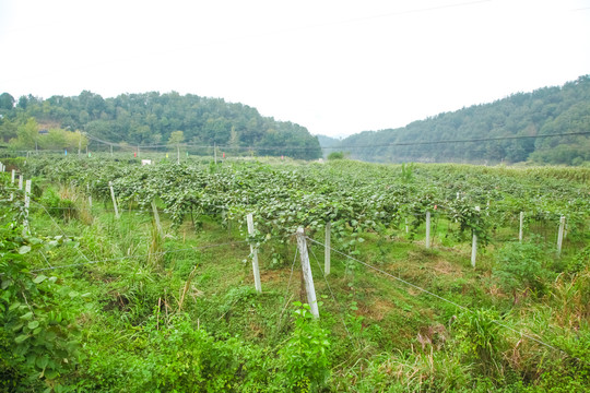 猕猴桃种植基地