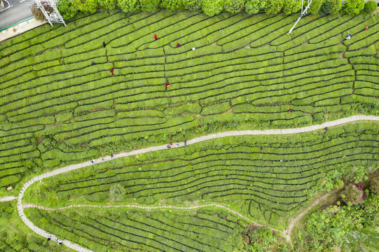 航拍茶山风光