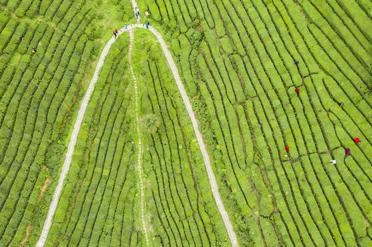 航拍茶山风光