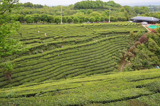 茶山风光