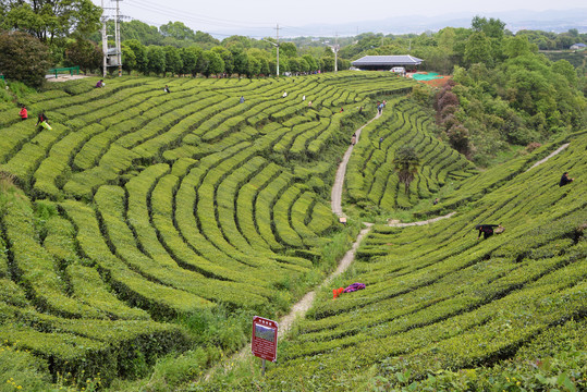 茶山风光