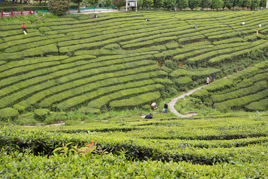 茶山风光