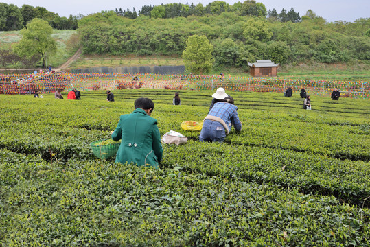 茶山风光