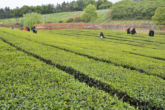 茶山风光