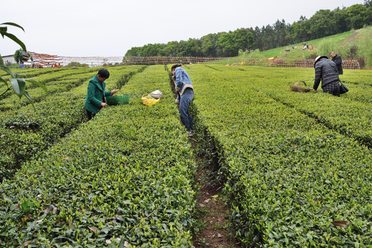 茶山风光