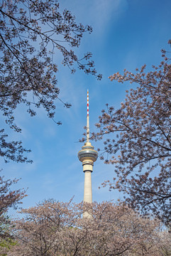 北京春天樱花