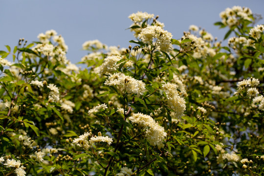 白木香花