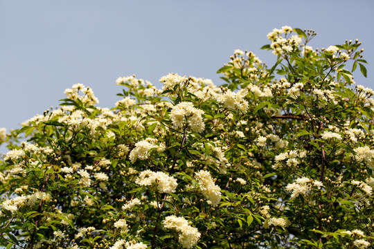 白木香花