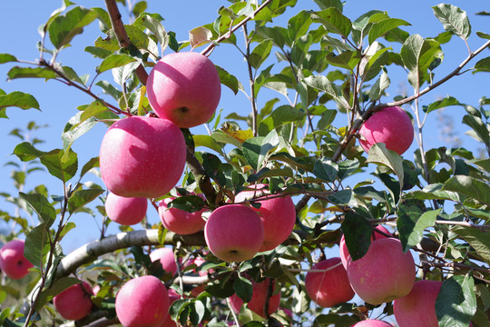 红富士苹果产地树上实拍