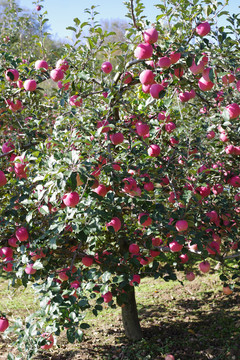 红富士苹果产地树上实拍