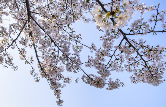 樱花花枝