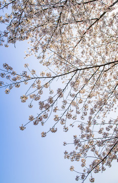 樱花花枝