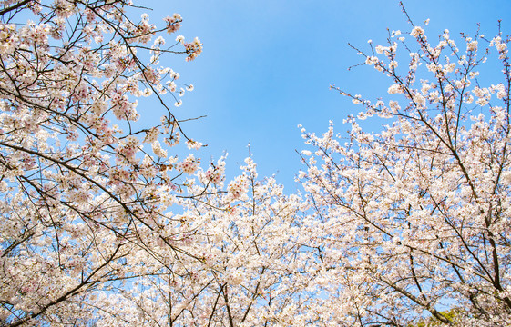 蓝天云樱花