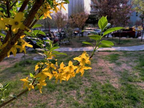 黄花满枝头