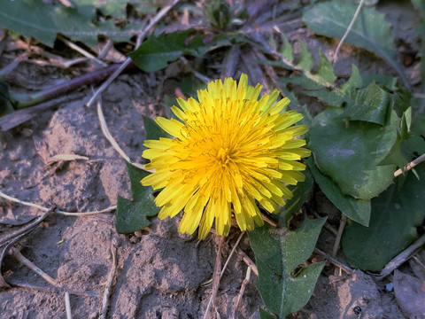 黄花开