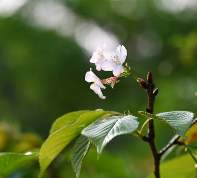 樱花