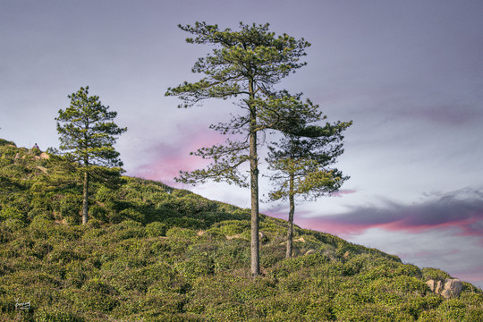 高山松柏