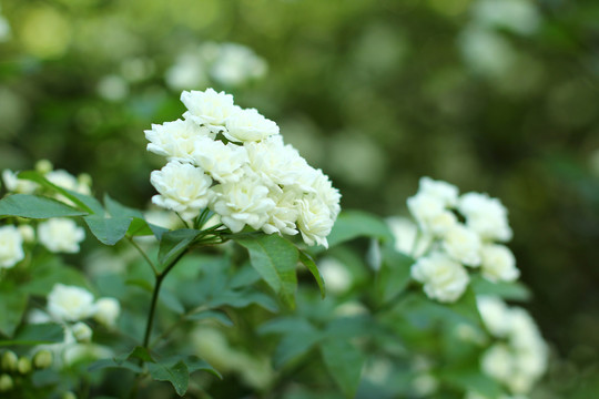 木香花