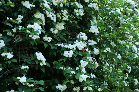 木香花