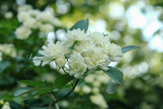 木香花