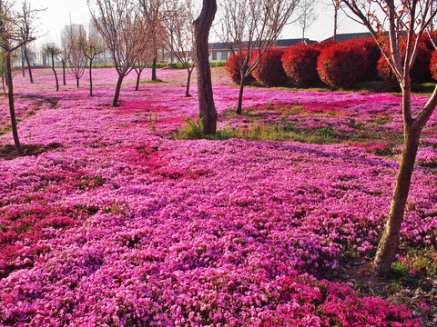 芝樱