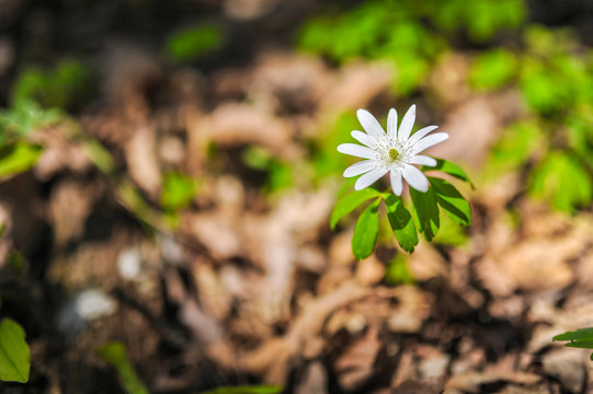 多被银莲花