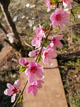 粉色桃花