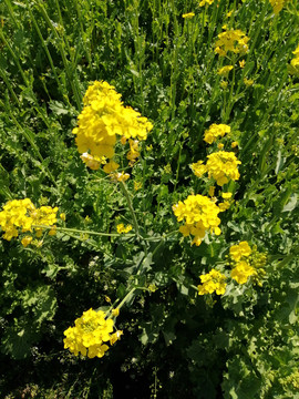田園里的油菜花