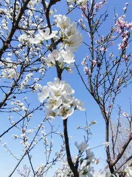 蓝天下的白色李子花