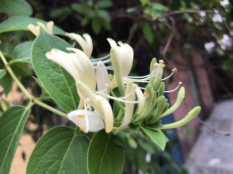 白色金银花淡妆素裹