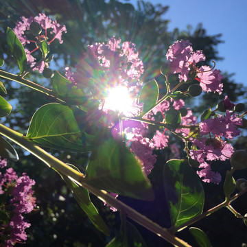 夏日阳光下的花