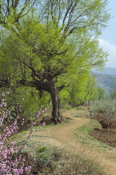 桃花柳树与田园小路