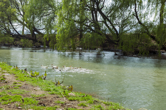 河流鸭子与柳树
