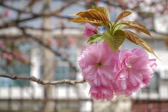 樱花