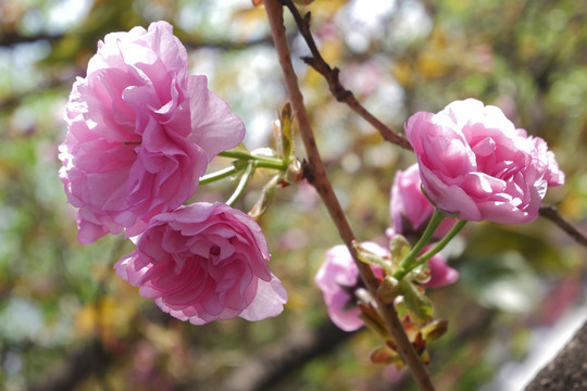 樱花