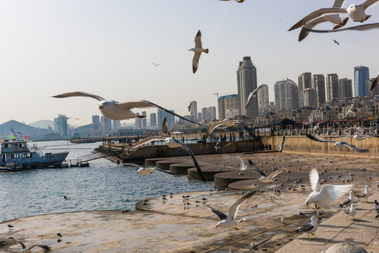 海鸥翱翔海空