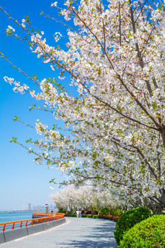 杭州滨江樱花大道