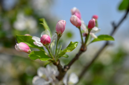 苹果花