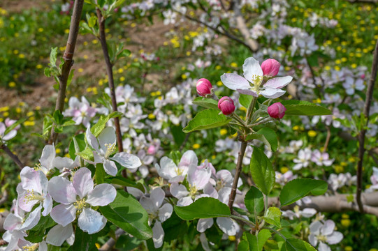 苹果花特写