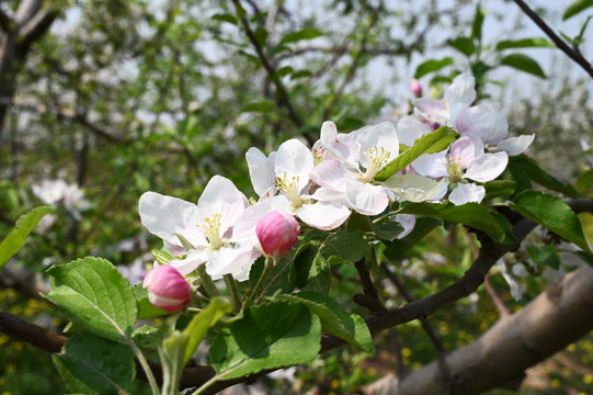 苹果花