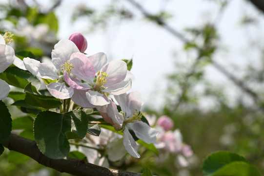 苹果花特写