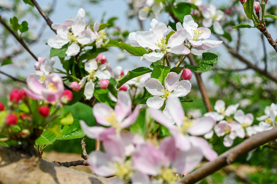 苹果花