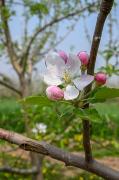 苹果花