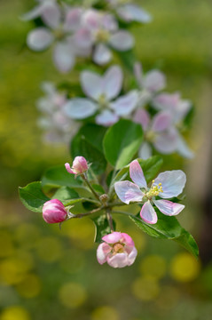 苹果花蕊