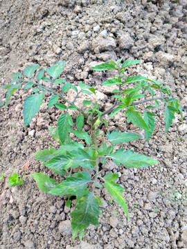 土壤幼小西红柿苗