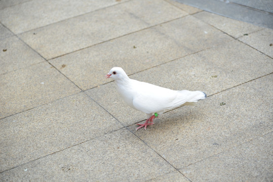 一只鸽子在广场觅食