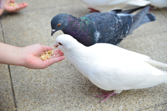 投喂粮食给鸽子