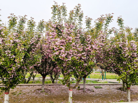 樱花树